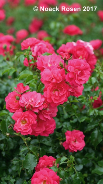Rose Heidetraum ®