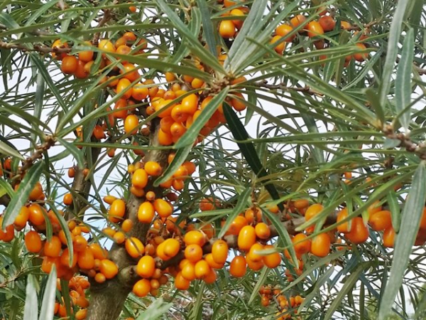 Hippophae rhamnoides Friesdorfer Orange Sanddorn