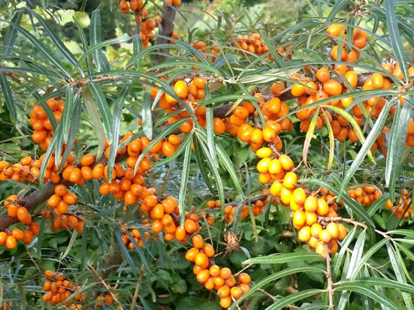 Hippophae rhamnoides Frugana weiblicher Sanddorn