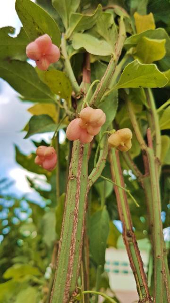 Euonymus europaeus Pfaffenhütchen Spindelstrauch