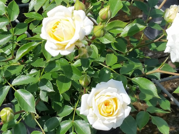 Rosa "Honeymilk"® - (Zwergrose "Honeymilk"®),