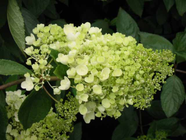weiße blüte Hydrangea paniculata Grandiflora Rispenhortensie