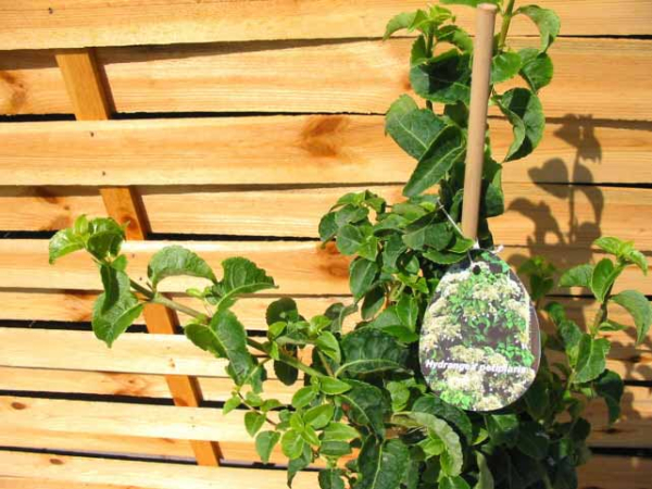bild Kletterhortensie