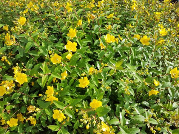 Blüte Großblumiges Johanniskraut Hypericum Hidcote