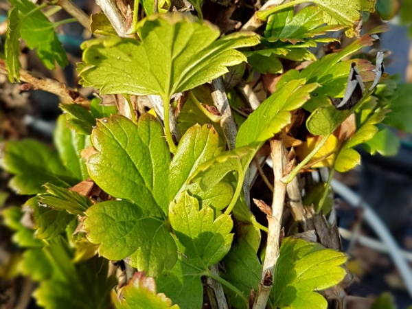 Ribes uva - crispa Invicta - Stachelbeere Invicta