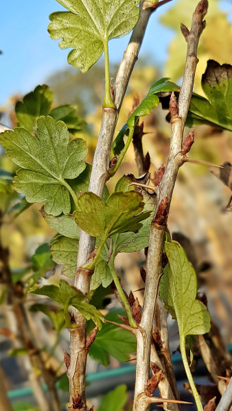 Ribes uva - crispa Invicta - Stachelbeere Invicta