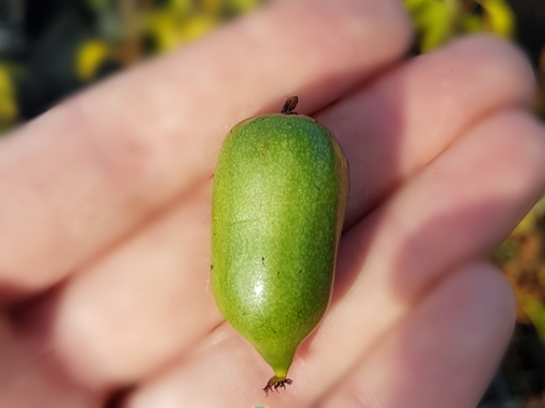 Actinidia arguta "Issai" - (Kiwi "Issai"),