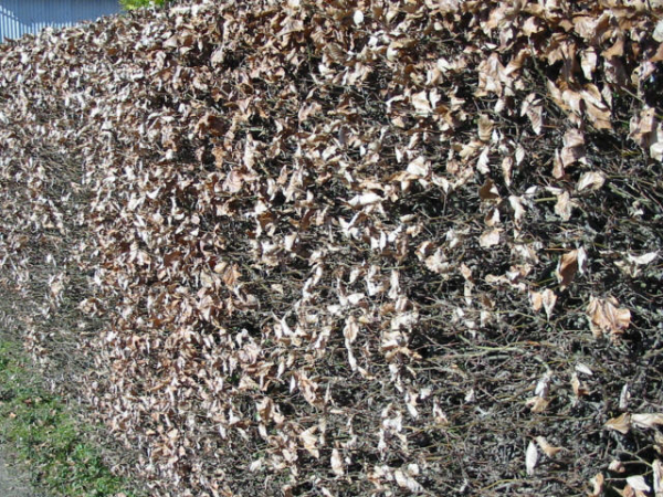 Winter Carpinus betulus Hainbuche Weißbuche