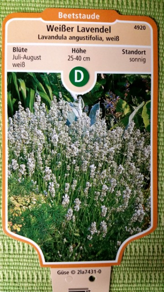 weißer lavendel lavandula alba