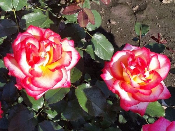 Rose Leo Ferre ®
