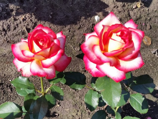 Rose Leo Ferre ®