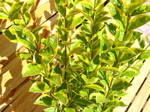 Goldliguster - Ligustrum ovalifolium Aureum