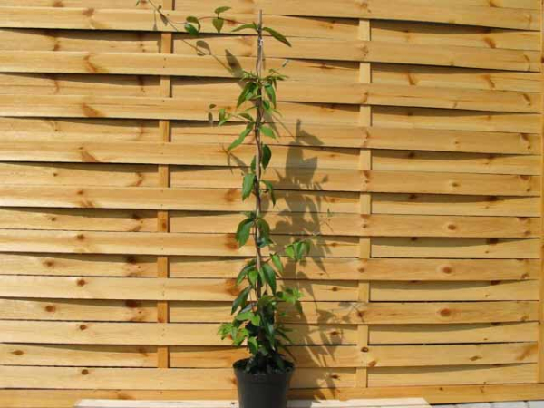 Lonicera henryi - Immergrünes Geißblatt