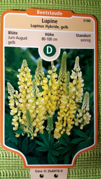 Bild gelbe Lupine Lupinus Hybride Staude