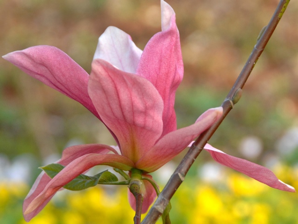 Magnolie Daybreak - Magnolia Daybreak