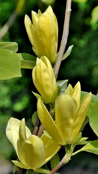 Magnolia hybrida "Daphne" - Magnolie "Daphne"