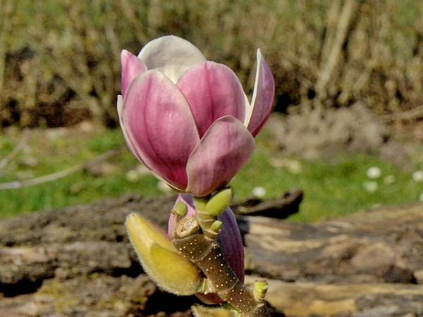 Magnolia "Satisfaction" ® - Magnolie "Satisfaction" ®