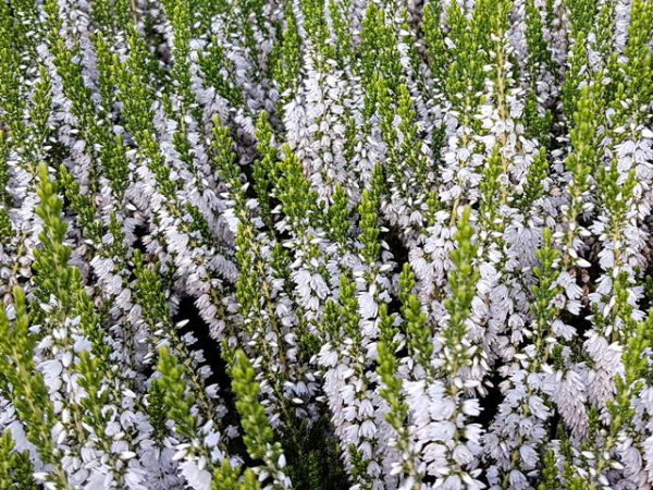 Calluna vulgaris "Mair's Variety" - (Besenheide "Mair's Variety"),