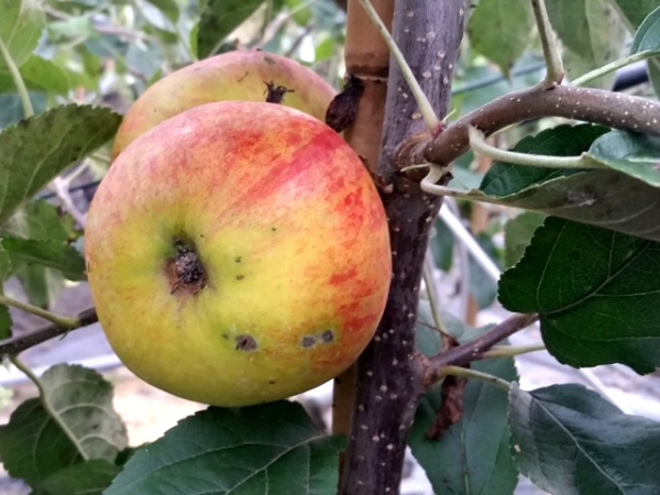 Malus Elstar ® Apfel
