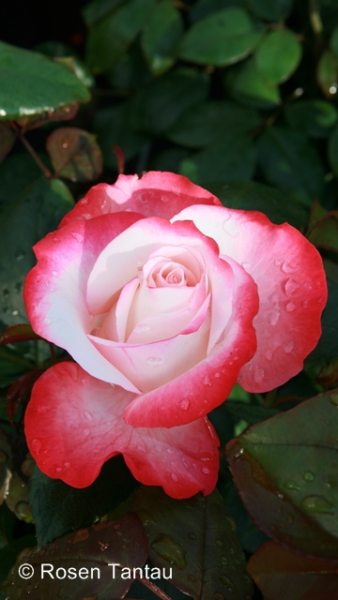 Rose Nostalgie ®