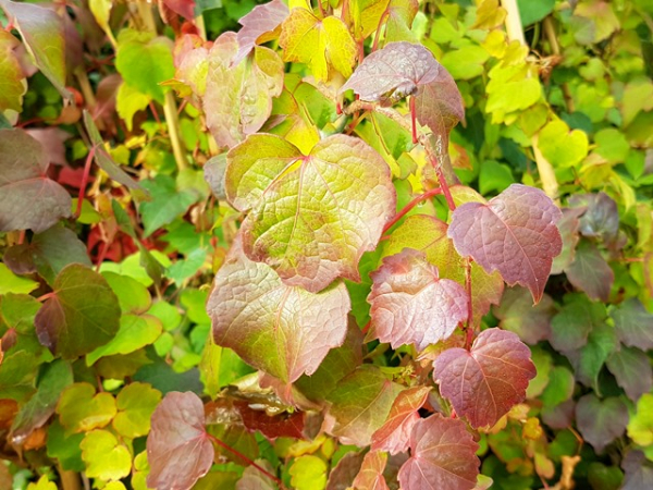 Selbstklimmender wilder Wein