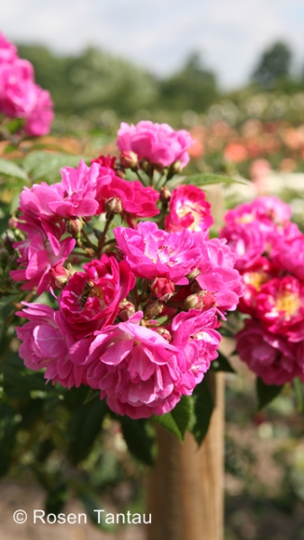 Rosa "Perennial Blue"® - (Kletterrose "Perennial Blue"®),
