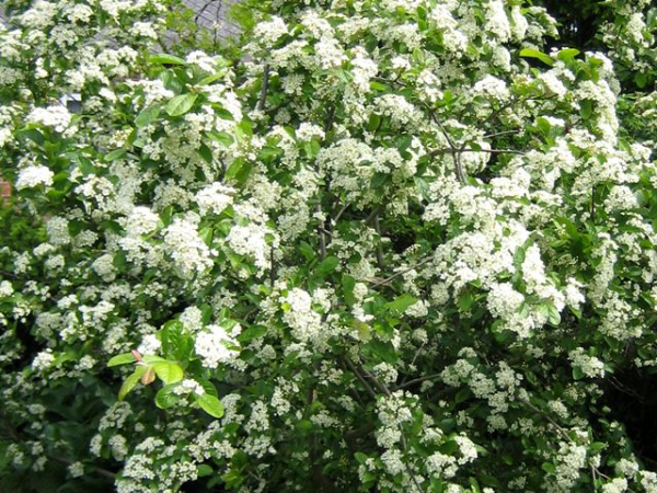 Glanzblattmispel - Photinia villosa