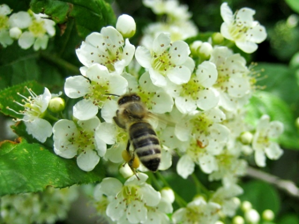 Glanzblattmispel - Photinia villosa