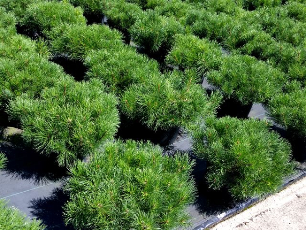 Pinus mugo "Mops" - (Zwerg- Kiefer "Mops"),