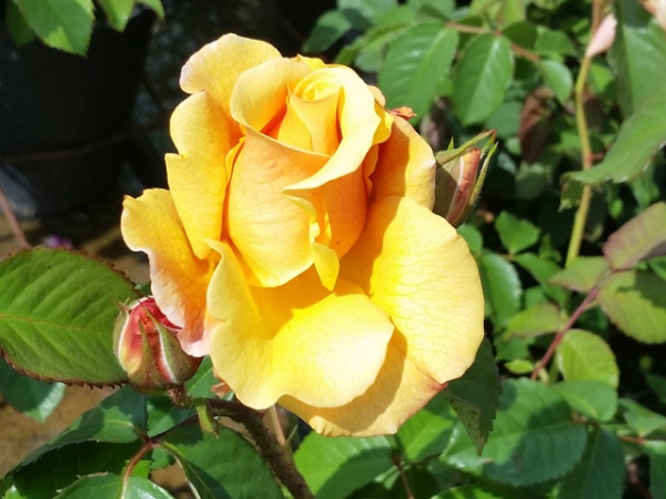 Rosa "Postillion"® - (Strauchrose "Postillion"®),