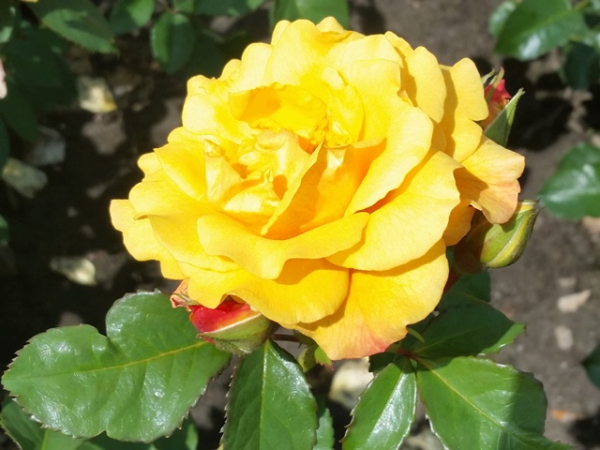 Rosa "Postillion"® - (Strauchrose "Postillion"®),