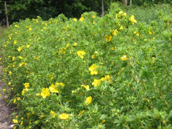 Potentilla Goldfinger - Fingerstrauch Goldfinger