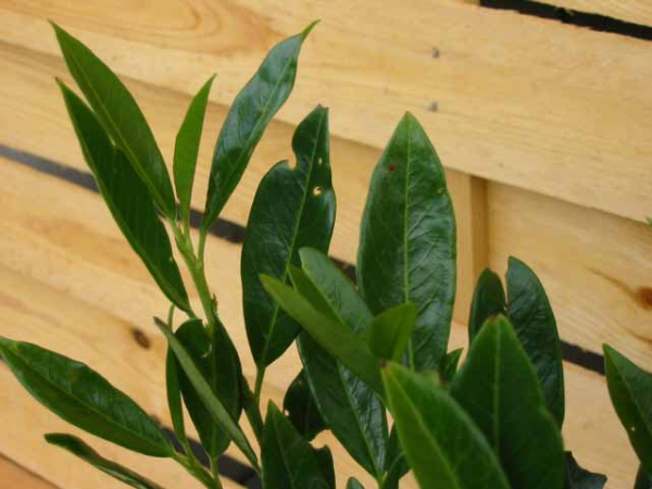 Prunus laurocerasus "Otto Luyken" - (Kirschlorbeer "Otto Luyken"),