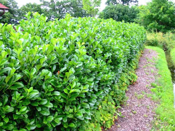 Kirschlorbeer Etna - Prunus laurocerasus Etna