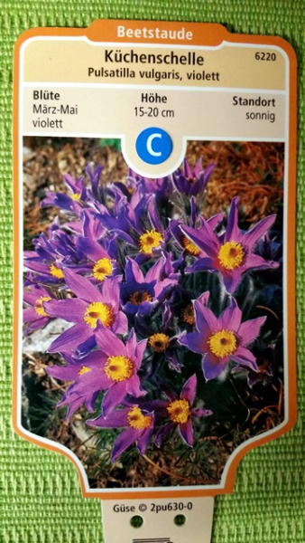 Pulsatilla vulgaris violett Küchenschelle kuhschelle