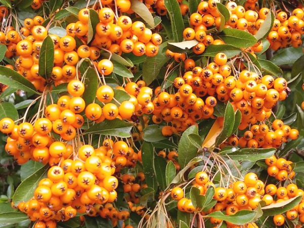 Feuerdorn Orange Glow Pyracantha