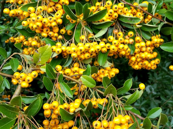 Pyracantha Soleil d'Or Blüte