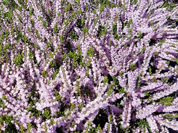 Calluna vulgaris "Radnor" - (Besenheide "Radnor"),