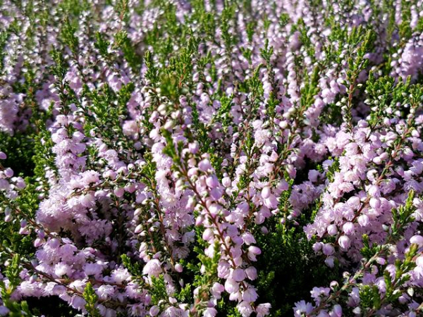Calluna vulgaris "Radnor" - (Besenheide "Radnor"),
