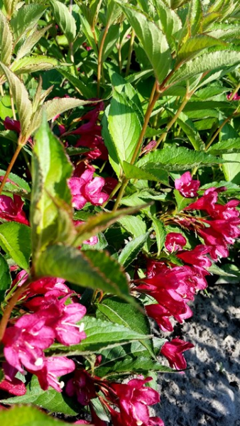 Weigelie Red Prince blühende Hecke