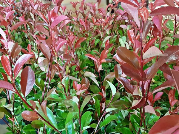 Photinia fraseri  Red Robin Rote Glanzmispel