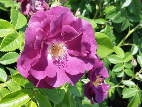 Rosa "Rhapsody in Blue" ® - (Beetrose "Rhapsody in Blue" ®),