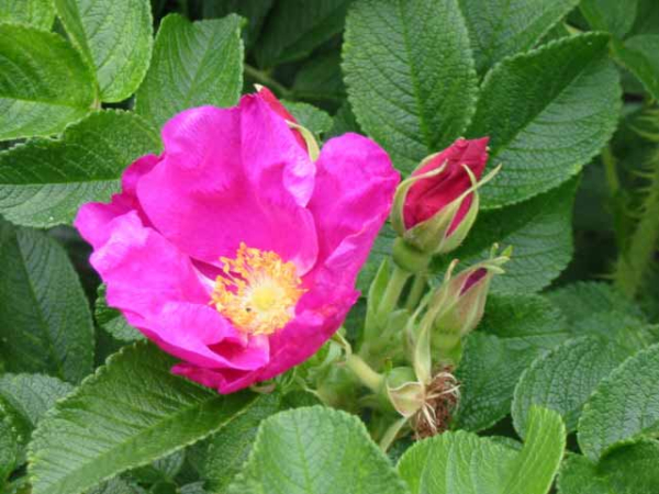 pinke Blüte Kartoffelrose