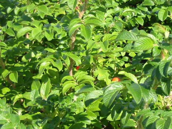 Blatt Kartoffelrose