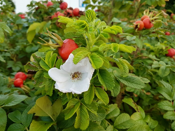 blüte rosa rugosa alba weiße apfelrose