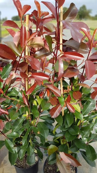 Photinia fraseri "Red Robin" - (Rote Glanzmispel),