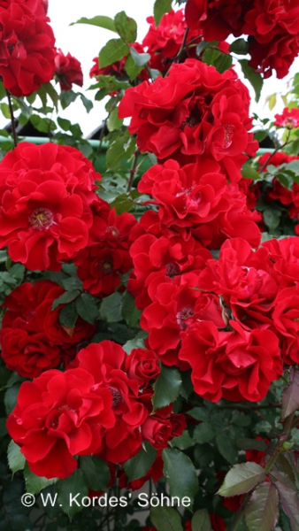 Rosa "Roter Korsar"® - (Strauchrose "Roter Korsar"®),