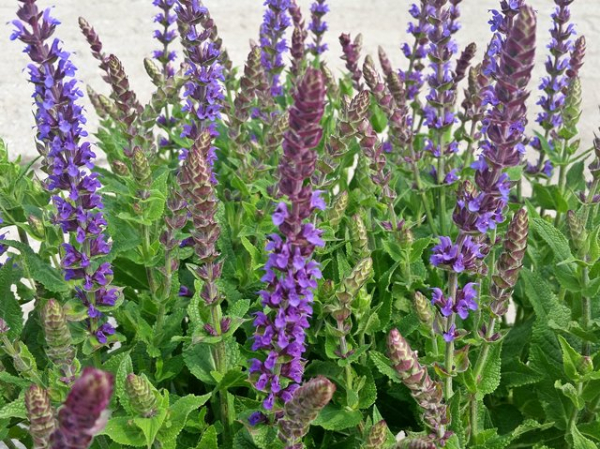 Salvia nemorosa Ostfriesland Garten-Salbei Ostfriesland