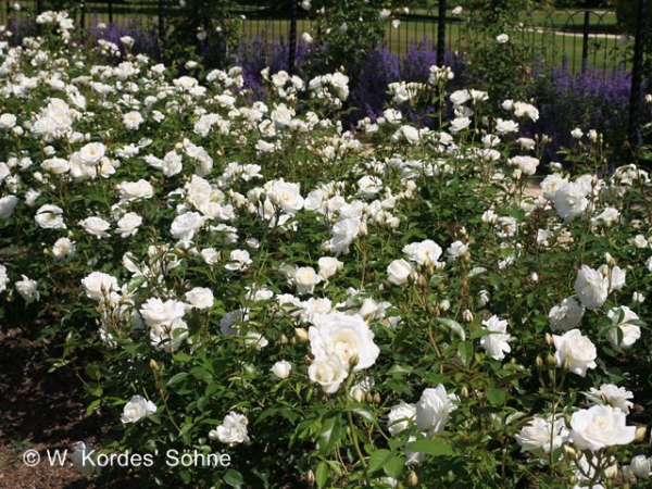 Rosa "Schneewittchen"® - (Strauchrose "Schneewittchen"®),
