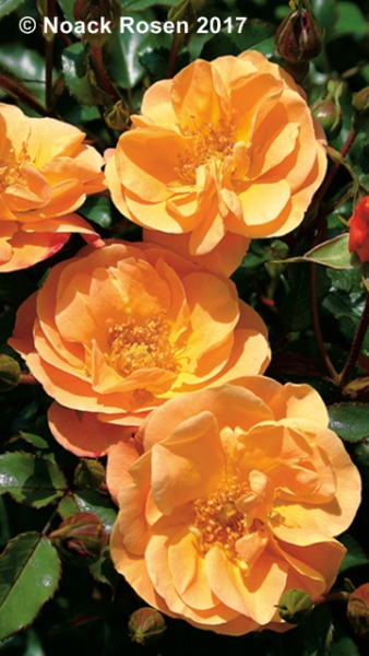 Rose Sedana ®